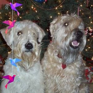 Meet your Posher, Susan